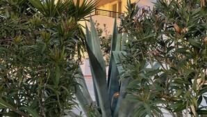 Edifício de dois andares com varanda e jardim com plantas de agave na frente.