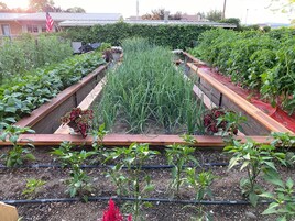 A garden with raised beds, various plants, and a wooden bench.