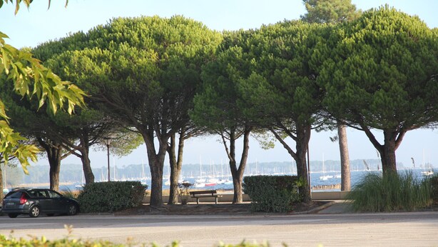 Une rangée d’arbres longe une promenade au bord de l’eau, avec un banc et une voiture garée à proximité.