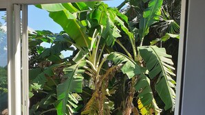 A modern room with a large glass door leading to a garden with banana plants. - Magnificent and luxurious T2 bis (Les Trois Ilets)