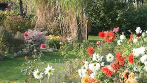 A garden with various flowers and plants.