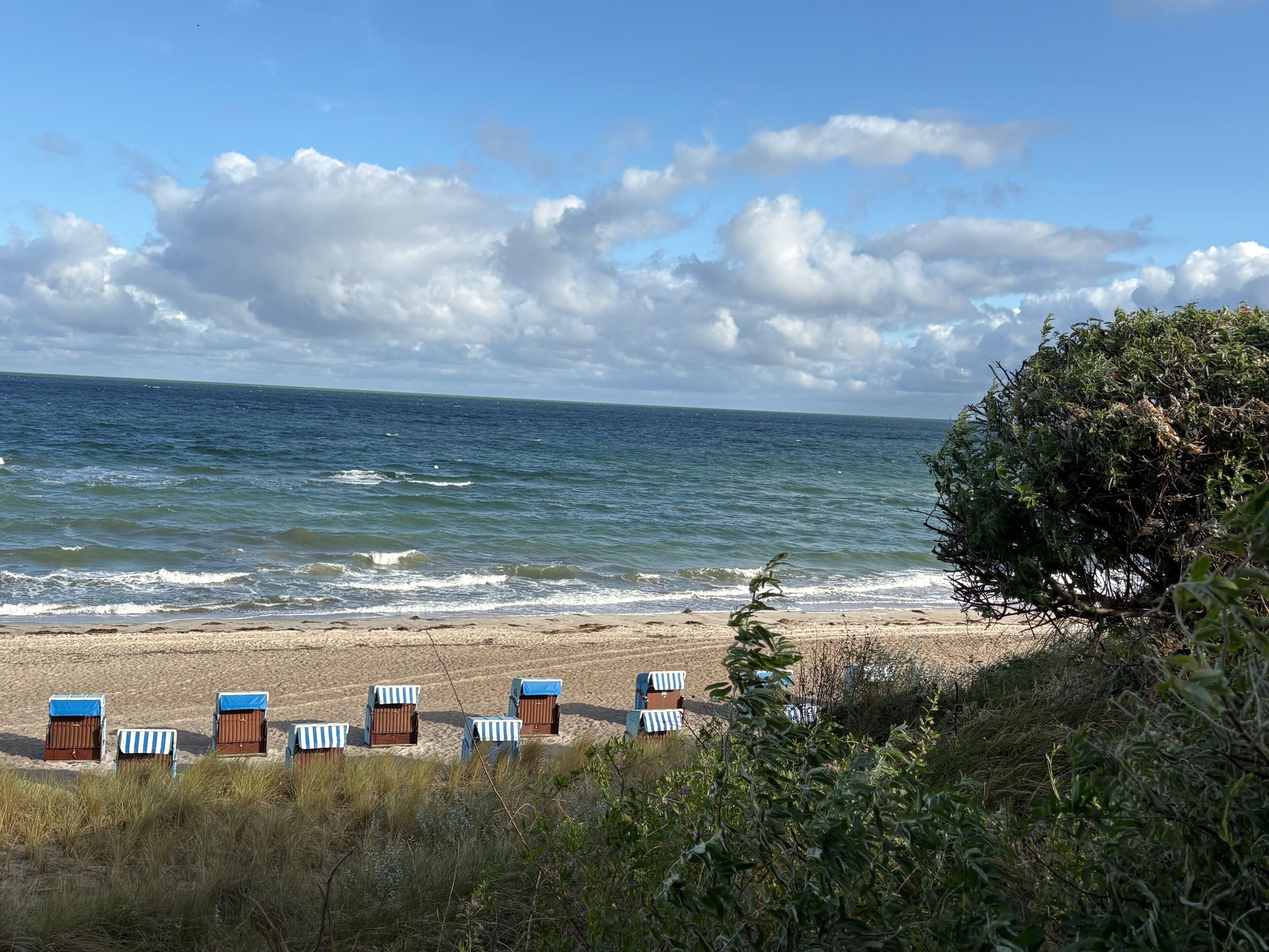 Ein Strand mit mehreren Reihen Liegestühle und ein großer Baum im Vordergrund.