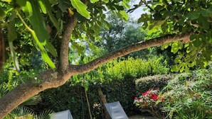 Ein Garten mit zwei Liegestühlen und einem kleinen Tisch, umgeben von Pflanzen und einem Baum.