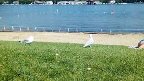 A grassy area with a body of water, a sandy beach, and a distant shoreline with buildings. - Downtown Studio at The Lake -Unit 4 (Conneaut Lake)