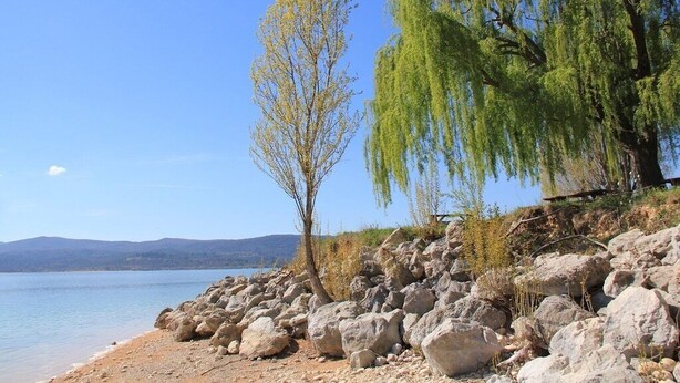 Una costa rocosa con cielo despejado y un árbol de ramas colgantes.