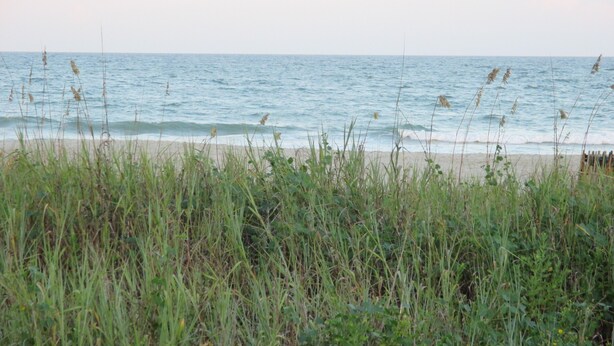 A beach with waves, grassy vegetation, and a clear sky.