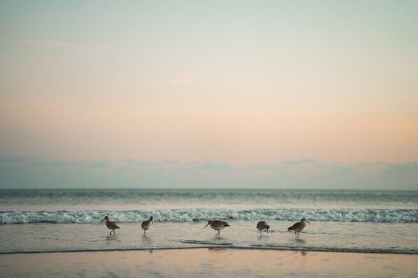A beach scene with four birds walking on the sand near the water.