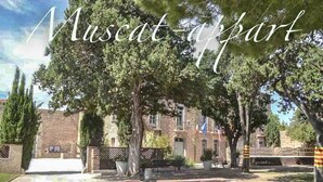 A courtyard with trees, a building, and a flag. - 40m2 T2 apartment Small medieval village in the heart of the Roussillon vineyards (Baixas)