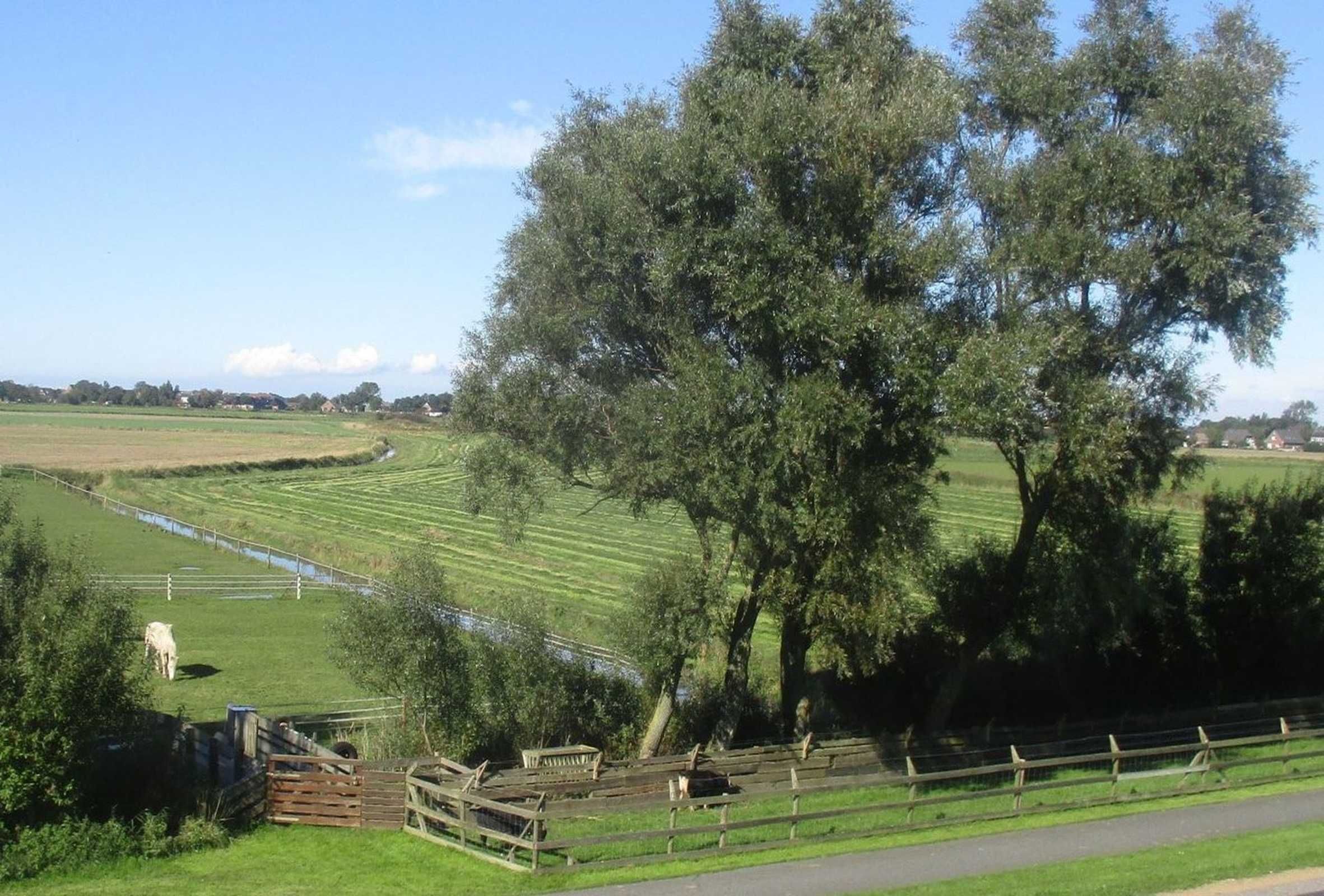 Paisaje rural con un campo cercado, un árbol y un edificio distante.