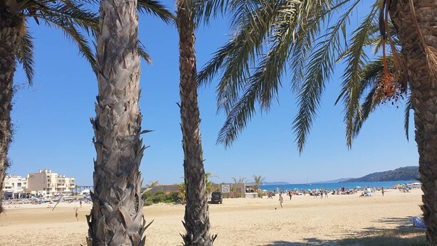 Una playa con palmeras, una orilla arenosa y edificios al fondo.