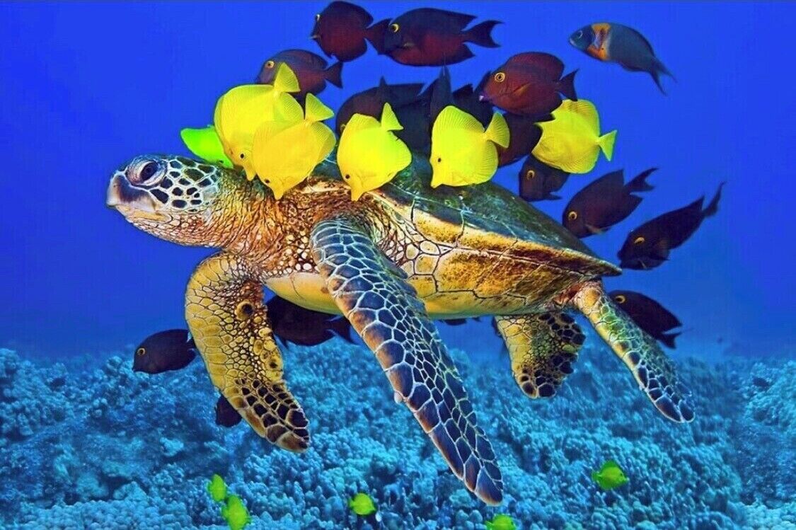 Eine Meeresschildkröte schwimmt mit gelben Fischen.
