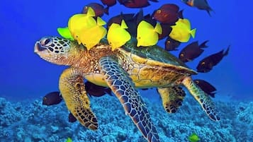 A sea turtle swimming with yellow fish.