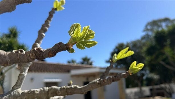 A poolside view with a clear blue sky, a building with a tiled roof, and a tree branch with green leaves. - Villas Atlantico Sur (Conil de la Frontera)