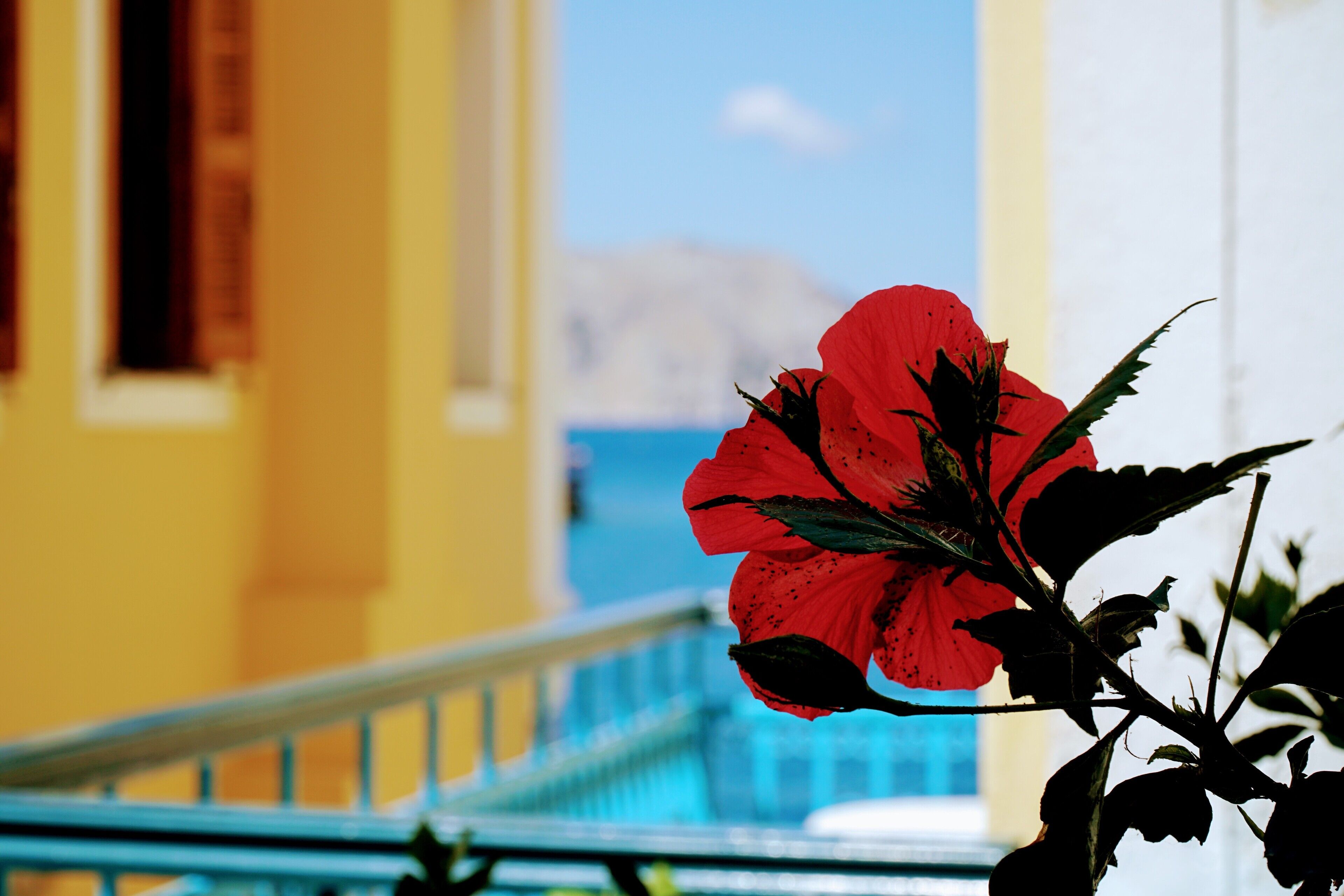 A red flower in full bloom with a blurred background of a building facade.