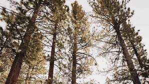 A cabin with a steeply pitched roof, surrounded by tall pine trees and covered in snow. - Cabin that features modern upgrades near Snow & Play (Big Bear)