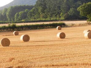 A field with hay bales and a forest in the background. - Cosy Glamping 4m Bell Tent in Rural Herefordshire (Hereford)