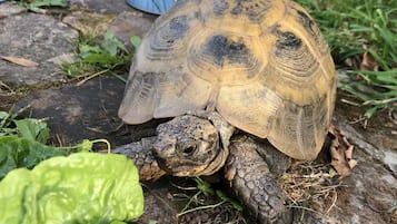 Kabin, 1 Tempat Tidur Queen | Halaman properti