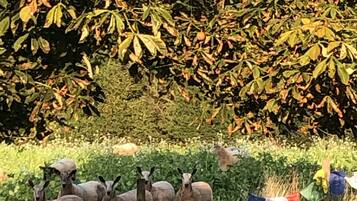 Cabin, 1 Queen Bed | Exterior