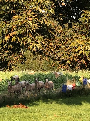 A group of sheep grazing in a grassy field with trees in the background. - Cosy Glamping 4m Bell Tent in Rural Herefordshire (Hereford)