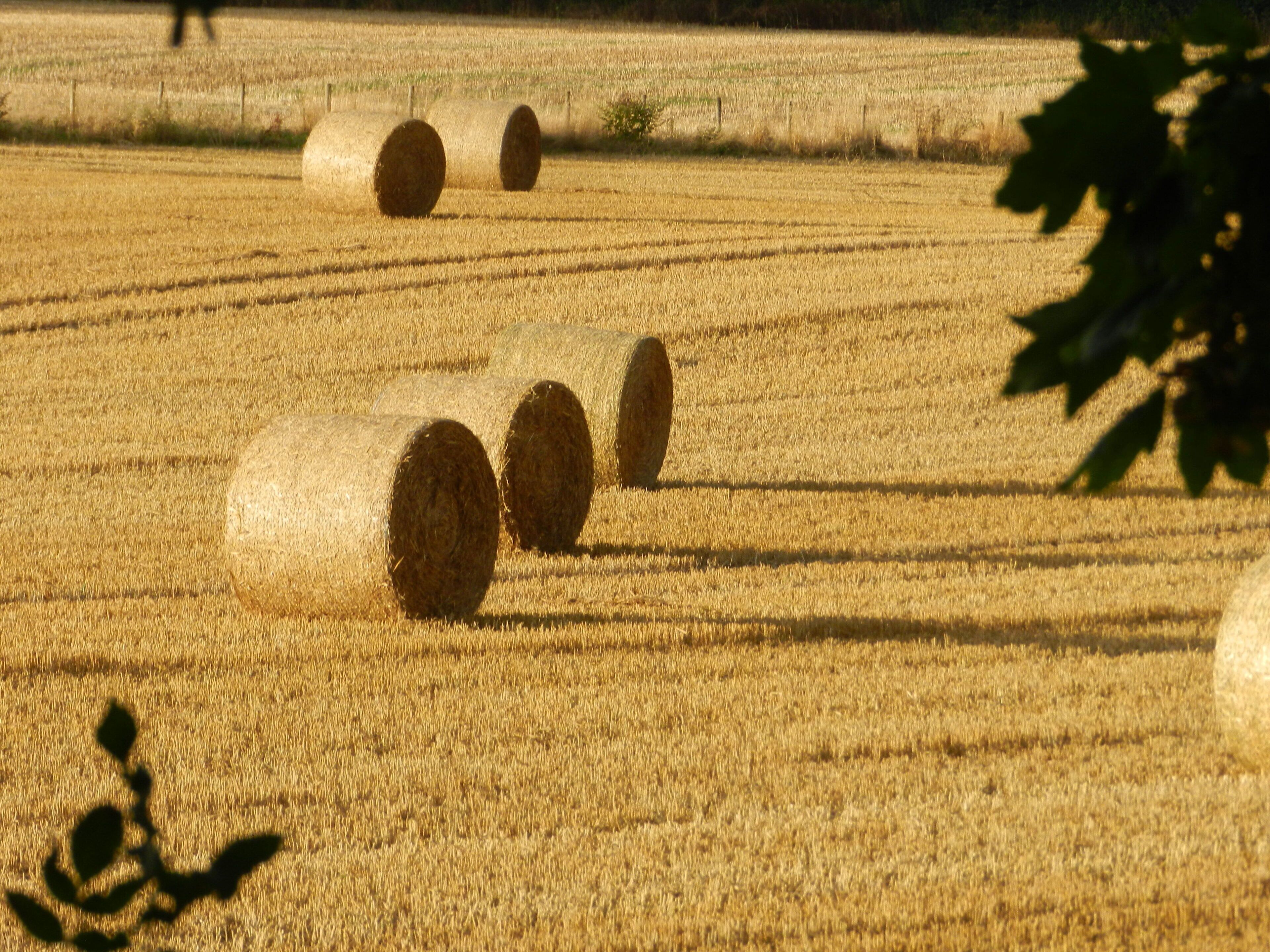 Cabin, 1 Queen Bed | Property grounds