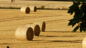Um campo com fardos de feno.