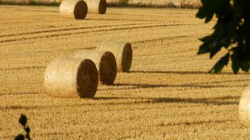 Cabin, 1 Queen Bed | Property grounds