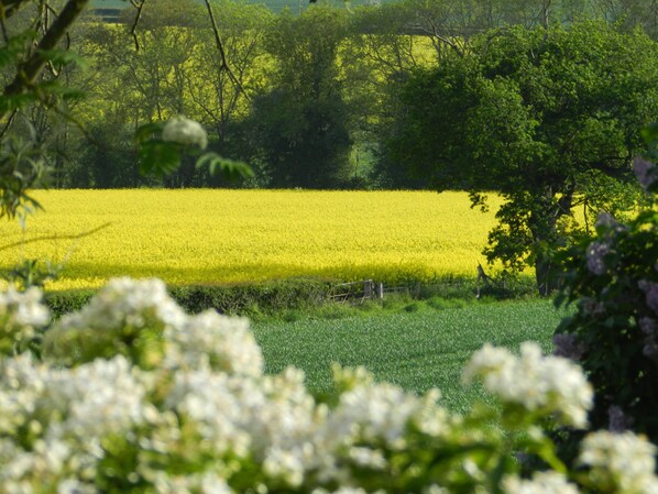 Un campo de flores amarillas con árboles verdes al fondo.