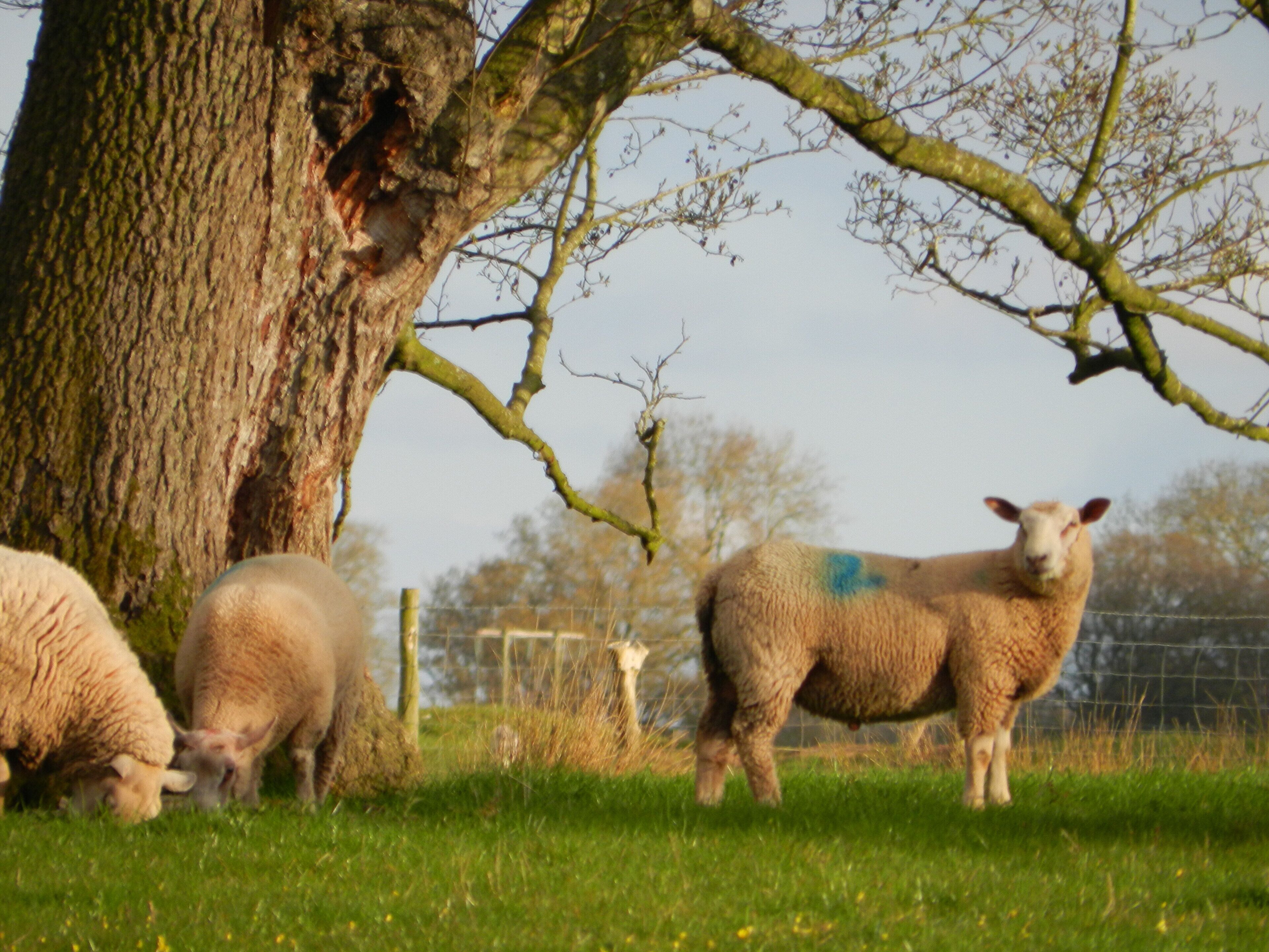 Cabin, 1 Queen Bed | Property grounds
