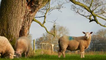 Cabin, 1 Queen Bed | Property grounds