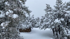 A snow-covered pathway flanked by trees and a stack of firewood. - Stunning Views from 3 Level Home, Majestic Sunrise and Mountain Scapes (Pine)