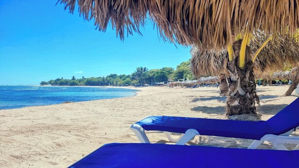 Una playa con agua azul cristalina, una orilla de arena y una palmera.