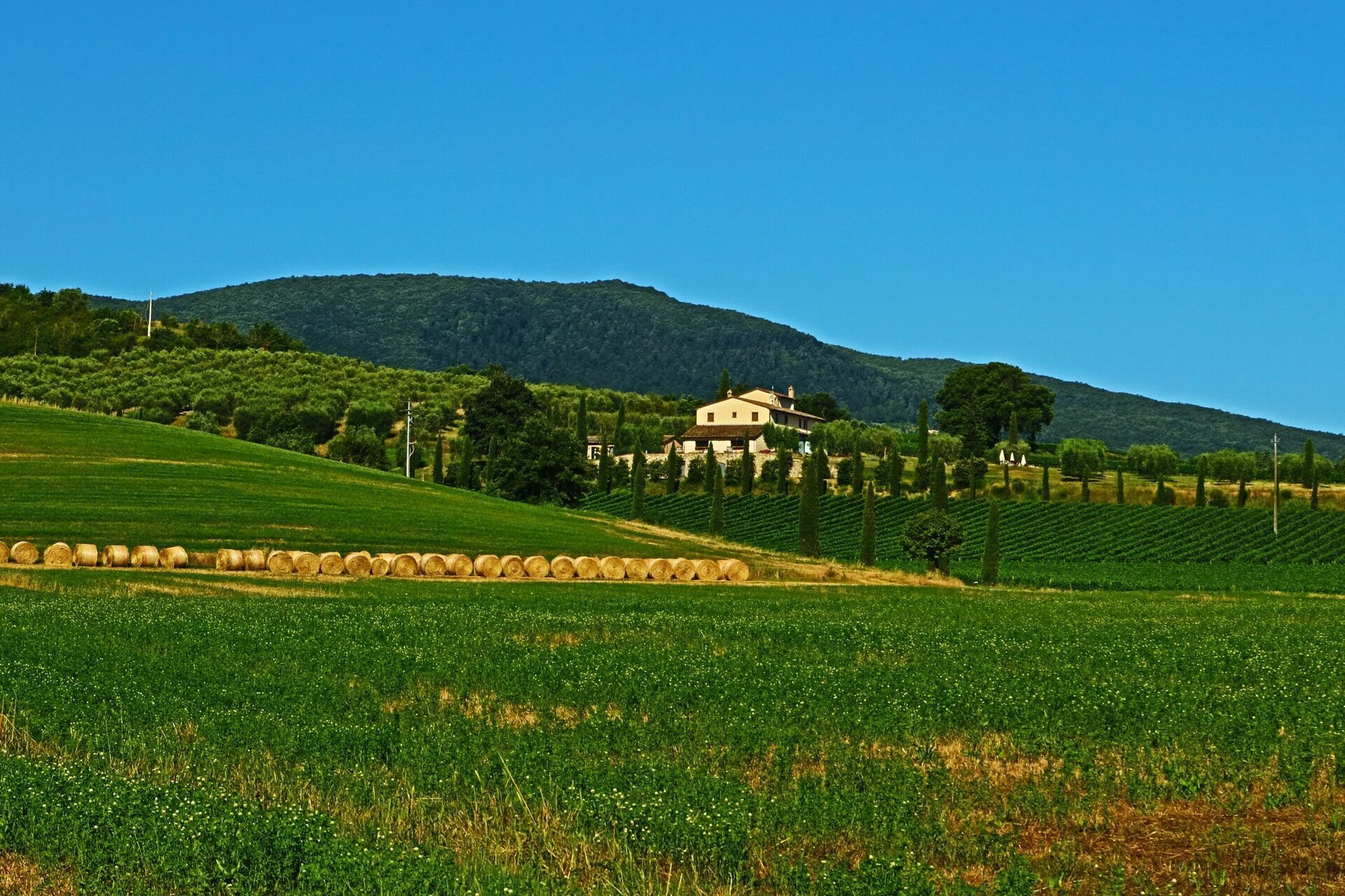 Ländliche Landschaft mit einem Haus, umgeben von Weinbergen und sanften Hügeln.