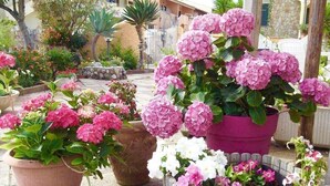 Un jardin agrémenté de plantes et de fleurs en pot, notamment des hortensias roses et des pétunias blancs et roses, situé dans une cour bordée d’une clôture en bois et d’un mur de pierre.