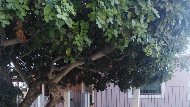An outdoor patio with a stone table and wooden chairs, surrounded by a stone wall and a tree providing shade. - STUDIO APARTMENT WITH GARDEN VIEW (Scicli)