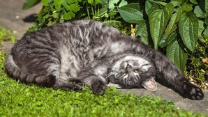 Een kat ligt op het gras naast een plant.