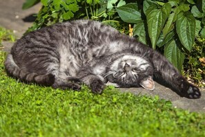 Kissa makaa ruohikolla kasvin vieressä.