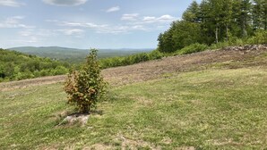 A grassy landscape with a small tree, a stone wall, and a forested hill in the background.