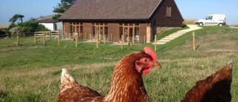 Casa rural | Àrea exterior de l'allotjament