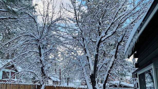 Une cour arrière avec une clôture en bois, des arbres couverts de neige et une chaise.