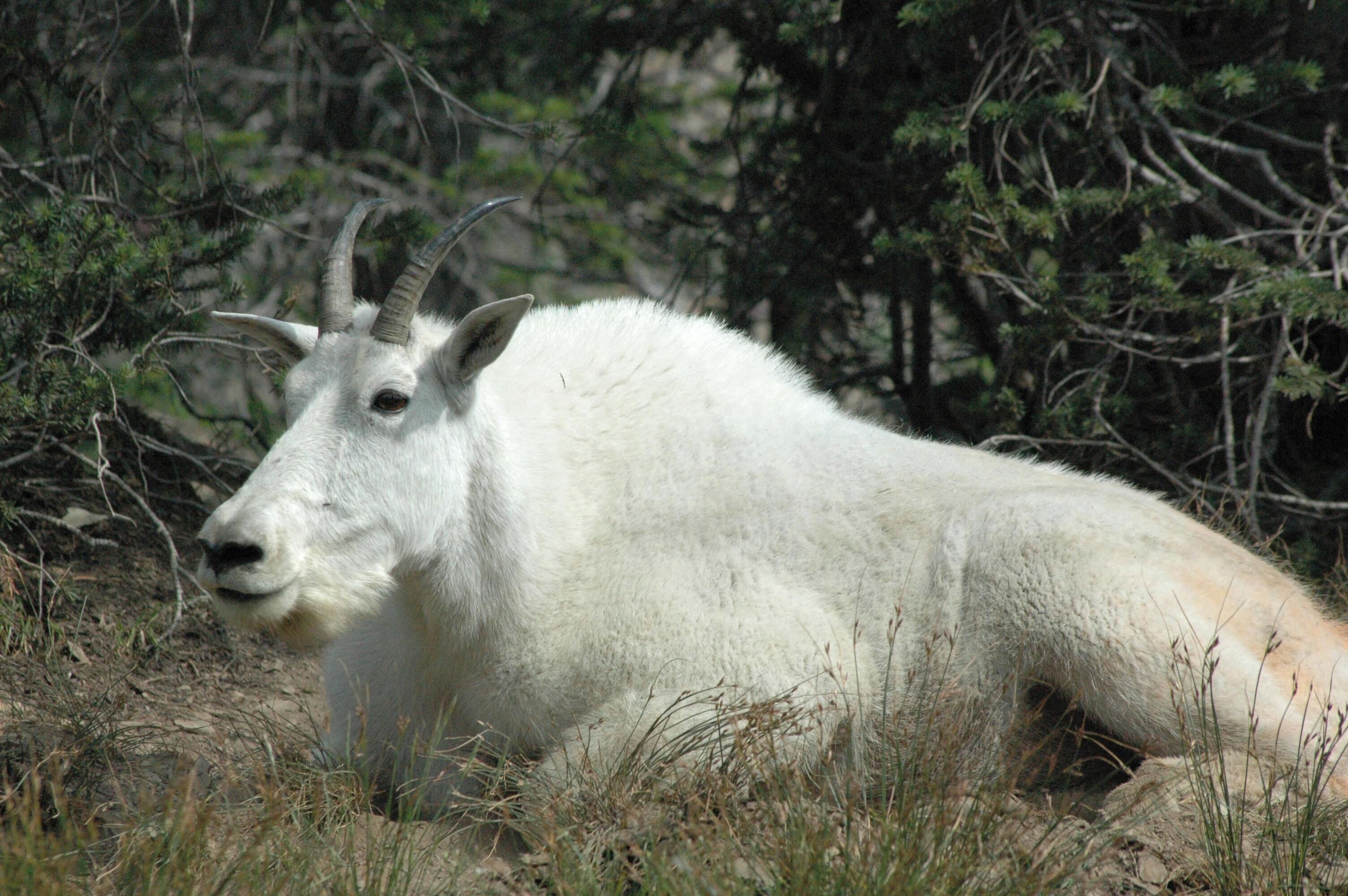 Una cabra montesa blanca descansando en un entorno natural con vegetación escasa y árboles.