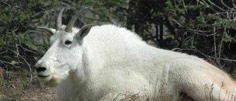 Una cabra montesa blanca descansando en un entorno natural con vegetación escasa y árboles.