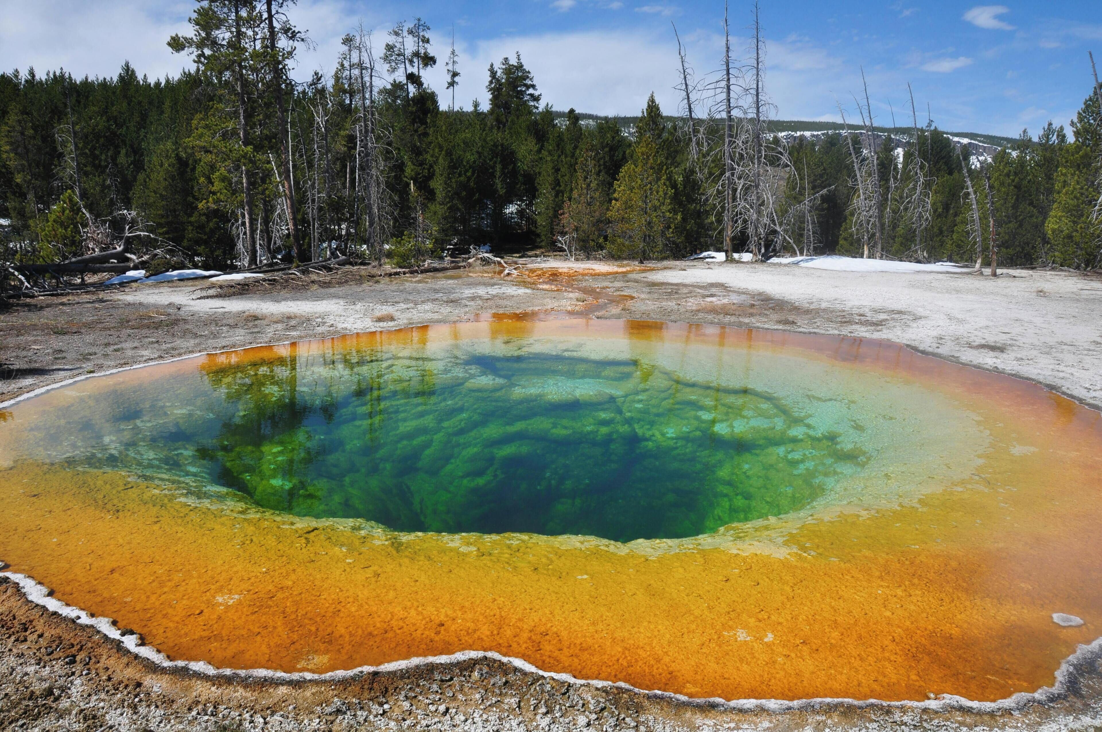 A geothermal hot spring with clear water and mineral deposits, surrounded by forest.