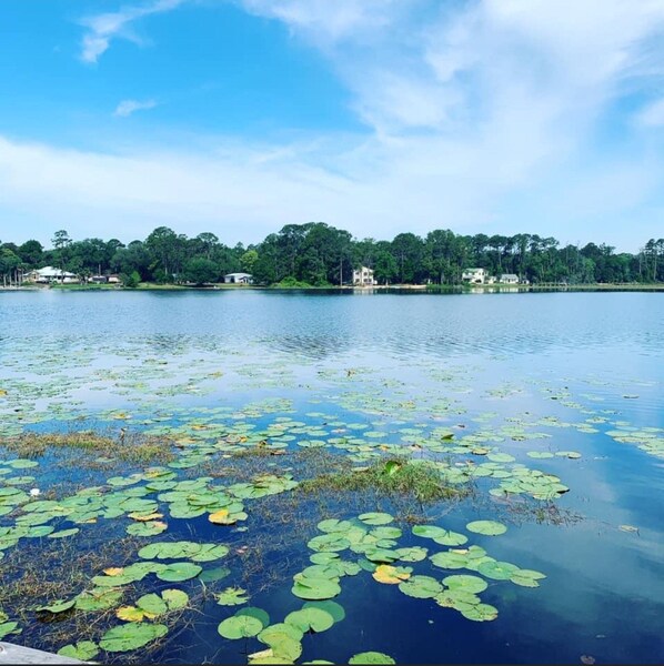 Un lac parsemé de nénuphars et un ciel dégagé.