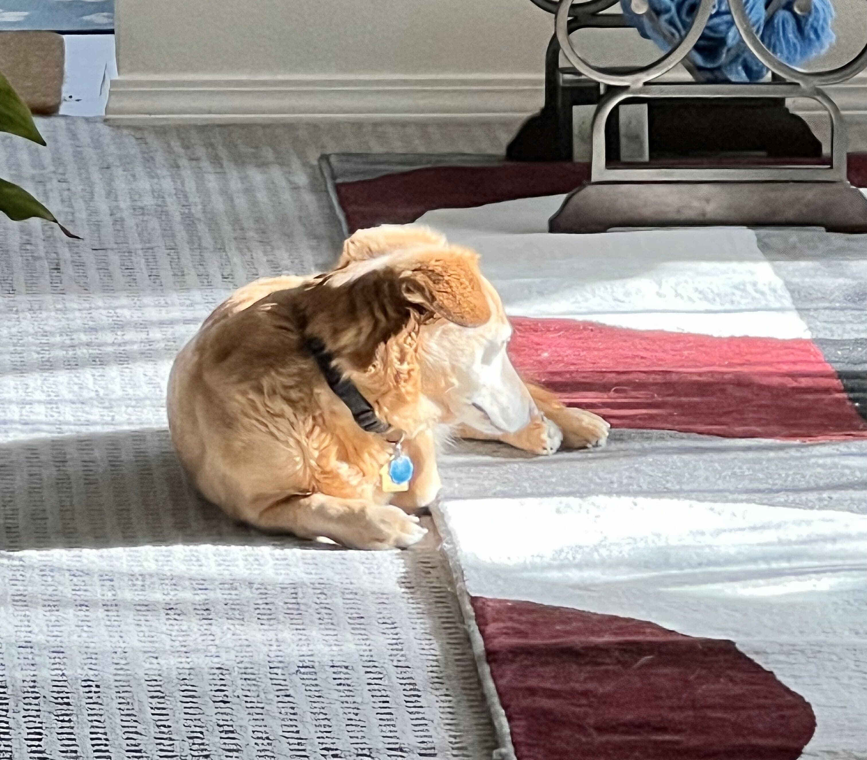 A dog lying on a patterned rug with a red and white design.