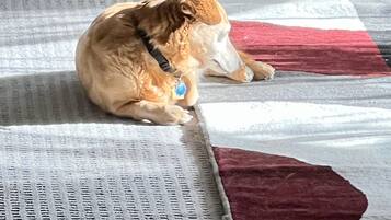 A dog lying on a patterned rug with a red and white design.