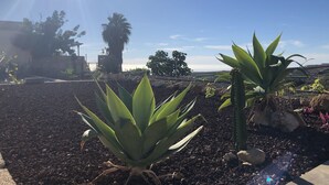 Ein Garten mit Agaven und einer Palme unter blauem Himmel.