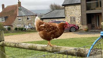 Entorno rural con una casa de piedra, un coche y una gallina en una valla.