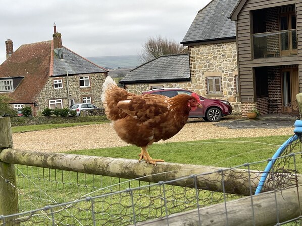 Cottage | Property grounds