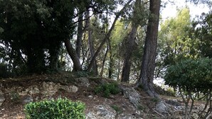 A stone pathway in a wooded area with a small bush and yellow flowers. - EXCEPTIONAL AND RARE, 15 km from MARSEILLE, BE 3 km FROM AUBAGNE, MAS DE STANDING (Roquevaire)
