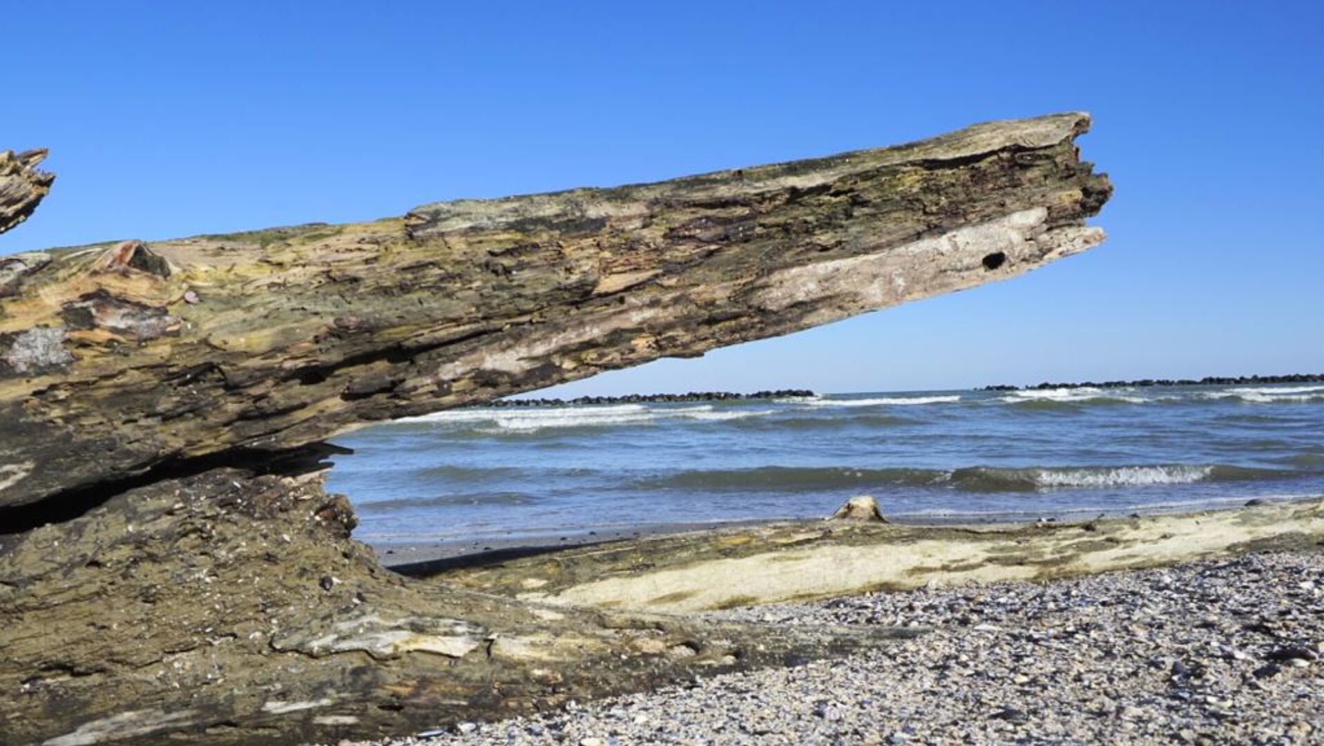 A large fallen tree trunk on a rocky beach with waves in the background.